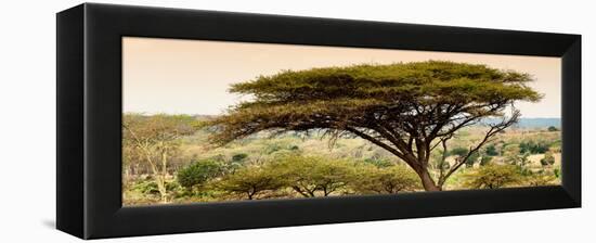 Awesome South Africa Collection Panoramic - Acacia Tree in Golden Sunrise Light-Philippe Hugonnard-Framed Premier Image Canvas