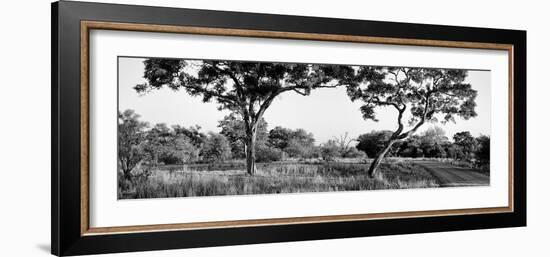 Awesome South Africa Collection Panoramic - Acacia Trees in Savanna-Philippe Hugonnard-Framed Photographic Print