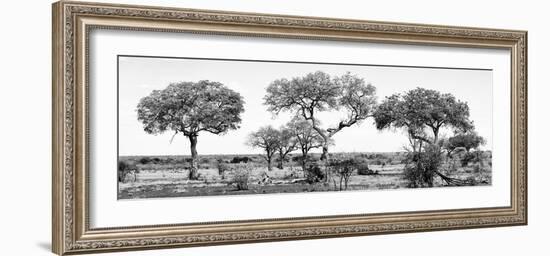 Awesome South Africa Collection Panoramic - Acacia Trees on Savannah B&W-Philippe Hugonnard-Framed Photographic Print