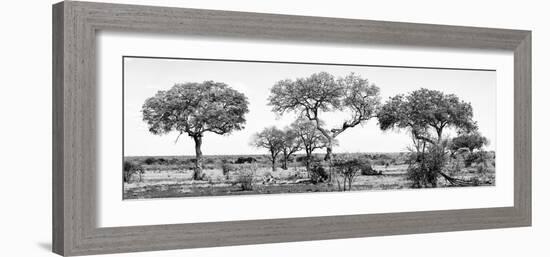 Awesome South Africa Collection Panoramic - Acacia Trees on Savannah B&W-Philippe Hugonnard-Framed Photographic Print