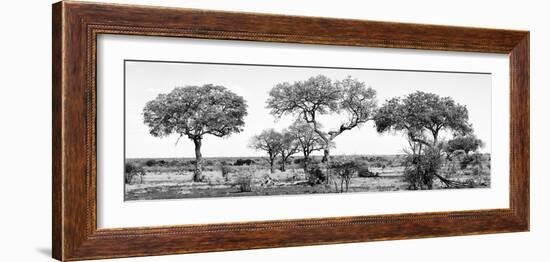 Awesome South Africa Collection Panoramic - Acacia Trees on Savannah B&W-Philippe Hugonnard-Framed Photographic Print