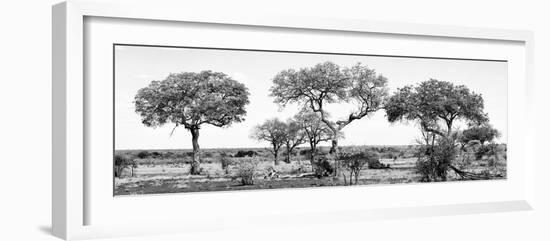 Awesome South Africa Collection Panoramic - Acacia Trees on Savannah B&W-Philippe Hugonnard-Framed Photographic Print