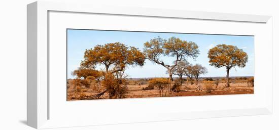 Awesome South Africa Collection Panoramic - Acacia Trees on Savannah II-Philippe Hugonnard-Framed Photographic Print