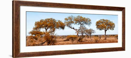 Awesome South Africa Collection Panoramic - Acacia Trees on Savannah II-Philippe Hugonnard-Framed Photographic Print