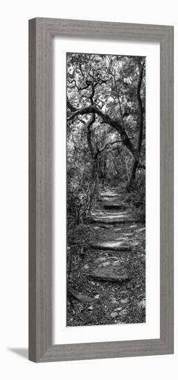 Awesome South Africa Collection Panoramic - African Forest B&W-Philippe Hugonnard-Framed Photographic Print