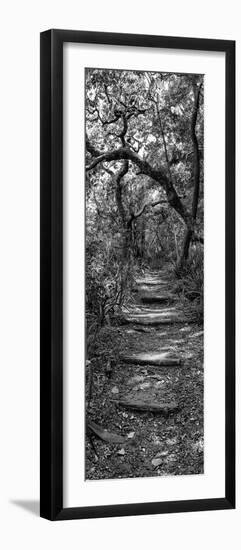 Awesome South Africa Collection Panoramic - African Forest B&W-Philippe Hugonnard-Framed Photographic Print
