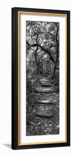 Awesome South Africa Collection Panoramic - African Forest B&W-Philippe Hugonnard-Framed Photographic Print