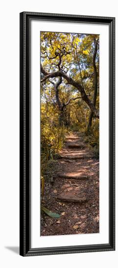 Awesome South Africa Collection Panoramic - African Forest Fall Colors II-Philippe Hugonnard-Framed Photographic Print