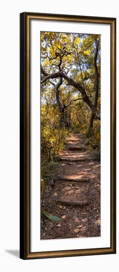 Awesome South Africa Collection Panoramic - African Forest Fall Colors II-Philippe Hugonnard-Framed Photographic Print