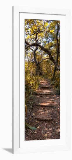 Awesome South Africa Collection Panoramic - African Forest Fall Colors II-Philippe Hugonnard-Framed Photographic Print