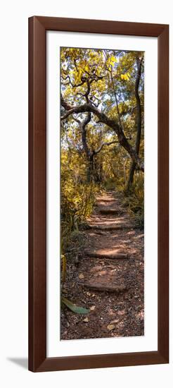 Awesome South Africa Collection Panoramic - African Forest Fall Colors II-Philippe Hugonnard-Framed Photographic Print