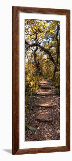 Awesome South Africa Collection Panoramic - African Forest Fall Colors II-Philippe Hugonnard-Framed Photographic Print