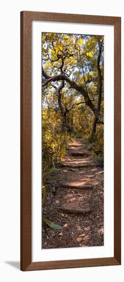 Awesome South Africa Collection Panoramic - African Forest Fall Colors II-Philippe Hugonnard-Framed Photographic Print