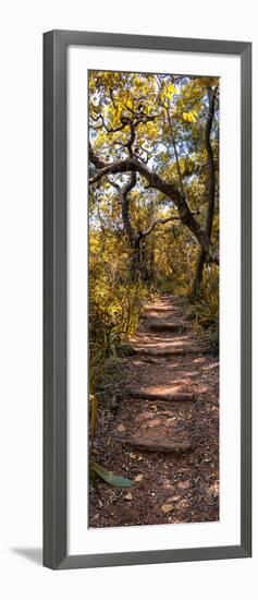 Awesome South Africa Collection Panoramic - African Forest Fall Colors II-Philippe Hugonnard-Framed Photographic Print