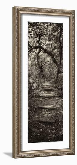 Awesome South Africa Collection Panoramic - African Forest II B&W-Philippe Hugonnard-Framed Photographic Print