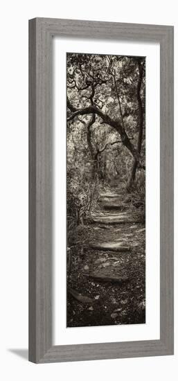 Awesome South Africa Collection Panoramic - African Forest II B&W-Philippe Hugonnard-Framed Photographic Print