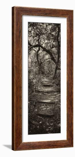 Awesome South Africa Collection Panoramic - African Forest II B&W-Philippe Hugonnard-Framed Photographic Print