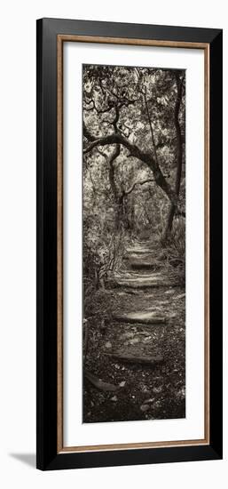 Awesome South Africa Collection Panoramic - African Forest II B&W-Philippe Hugonnard-Framed Photographic Print