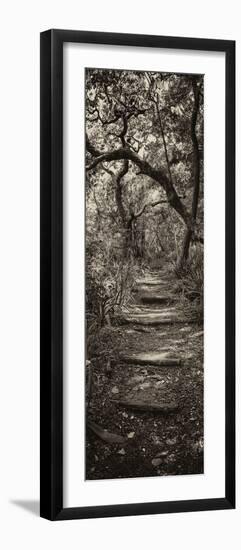 Awesome South Africa Collection Panoramic - African Forest II B&W-Philippe Hugonnard-Framed Photographic Print