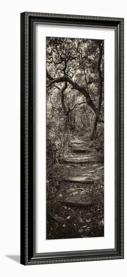 Awesome South Africa Collection Panoramic - African Forest II B&W-Philippe Hugonnard-Framed Photographic Print