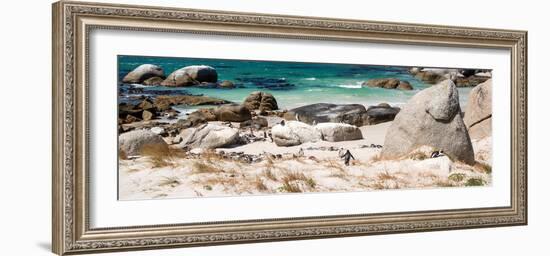 Awesome South Africa Collection Panoramic - African Penguin Colony-Philippe Hugonnard-Framed Photographic Print