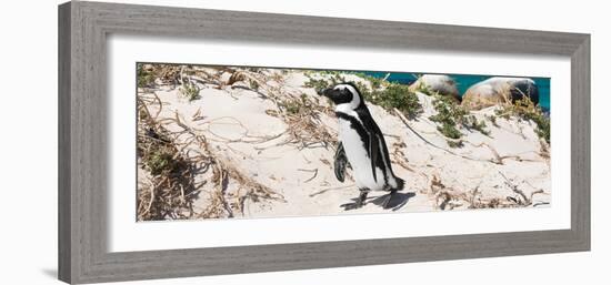 Awesome South Africa Collection Panoramic - African Penguin-Philippe Hugonnard-Framed Photographic Print
