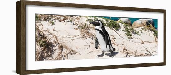 Awesome South Africa Collection Panoramic - African Penguin-Philippe Hugonnard-Framed Photographic Print