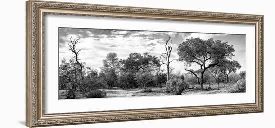 Awesome South Africa Collection Panoramic - African Savannah Landscape II B&W-Philippe Hugonnard-Framed Photographic Print