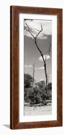 Awesome South Africa Collection Panoramic - African Tree at Savannah II-Philippe Hugonnard-Framed Photographic Print