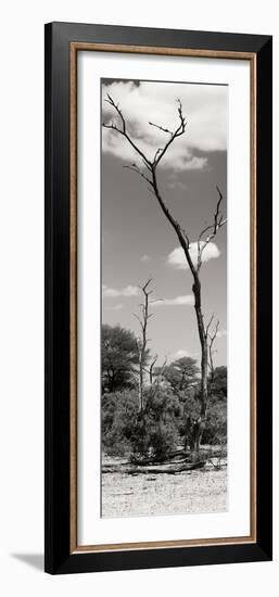 Awesome South Africa Collection Panoramic - African Tree at Savannah II-Philippe Hugonnard-Framed Photographic Print