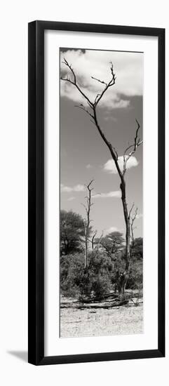 Awesome South Africa Collection Panoramic - African Tree at Savannah II-Philippe Hugonnard-Framed Photographic Print