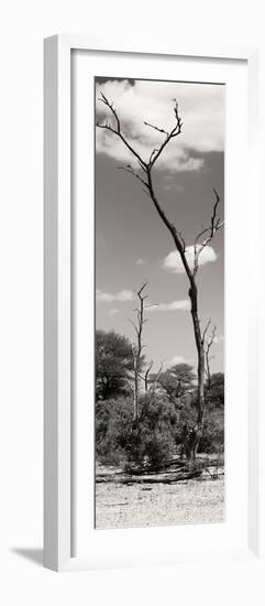 Awesome South Africa Collection Panoramic - African Tree at Savannah II-Philippe Hugonnard-Framed Photographic Print