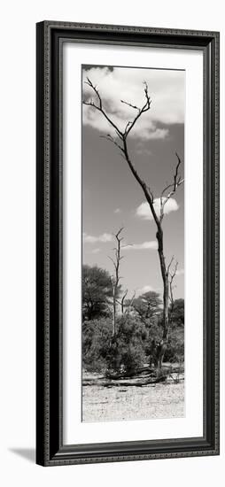 Awesome South Africa Collection Panoramic - African Tree at Savannah II-Philippe Hugonnard-Framed Photographic Print