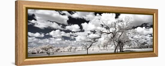 Awesome South Africa Collection Panoramic - Another Look Savannah II-Philippe Hugonnard-Framed Premier Image Canvas