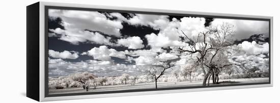 Awesome South Africa Collection Panoramic - Another Look Savannah II-Philippe Hugonnard-Framed Premier Image Canvas