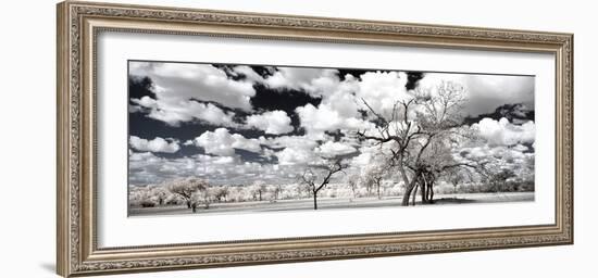 Awesome South Africa Collection Panoramic - Another Look Savannah II-Philippe Hugonnard-Framed Photographic Print