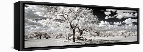 Awesome South Africa Collection Panoramic - Another Look Savannah-Philippe Hugonnard-Framed Premier Image Canvas