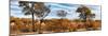 Awesome South Africa Collection Panoramic - Beautiful Savannah Landscape II-Philippe Hugonnard-Mounted Photographic Print