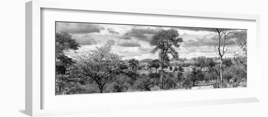 Awesome South Africa Collection Panoramic - Beautiful Savannah Landscape III B&W-Philippe Hugonnard-Framed Photographic Print