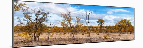 Awesome South Africa Collection Panoramic - Beautiful Savannah Landscape IV-Philippe Hugonnard-Mounted Photographic Print