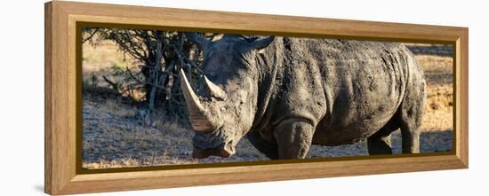 Awesome South Africa Collection Panoramic - Black Rhino at Sunset-Philippe Hugonnard-Framed Premier Image Canvas