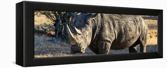 Awesome South Africa Collection Panoramic - Black Rhino at Sunset-Philippe Hugonnard-Framed Premier Image Canvas