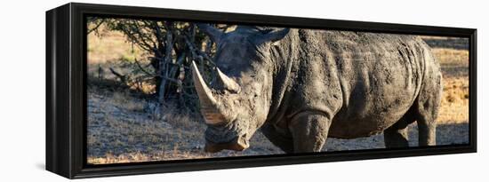 Awesome South Africa Collection Panoramic - Black Rhino at Sunset-Philippe Hugonnard-Framed Premier Image Canvas