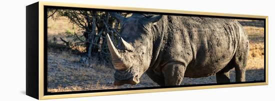 Awesome South Africa Collection Panoramic - Black Rhino at Sunset-Philippe Hugonnard-Framed Premier Image Canvas