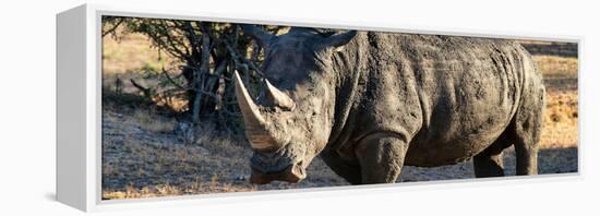 Awesome South Africa Collection Panoramic - Black Rhino at Sunset-Philippe Hugonnard-Framed Premier Image Canvas