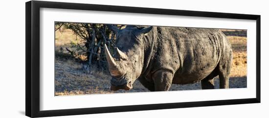 Awesome South Africa Collection Panoramic - Black Rhino at Sunset-Philippe Hugonnard-Framed Photographic Print