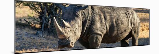 Awesome South Africa Collection Panoramic - Black Rhino at Sunset-Philippe Hugonnard-Mounted Photographic Print