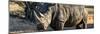 Awesome South Africa Collection Panoramic - Black Rhino at Sunset-Philippe Hugonnard-Mounted Photographic Print