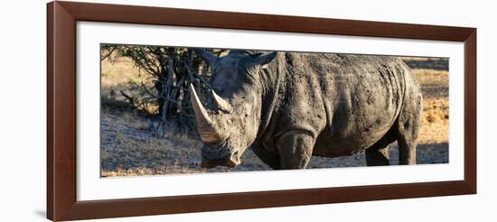 Awesome South Africa Collection Panoramic - Black Rhino at Sunset-Philippe Hugonnard-Framed Photographic Print