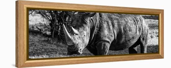 Awesome South Africa Collection Panoramic - Black Rhino B&W II-Philippe Hugonnard-Framed Premier Image Canvas